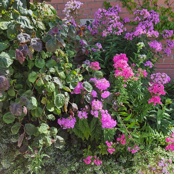 Meet your Posher, Samantha - Picture 1 of 1